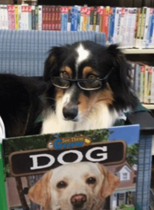 Un cane con gli occhiali che legge un libro sui cani